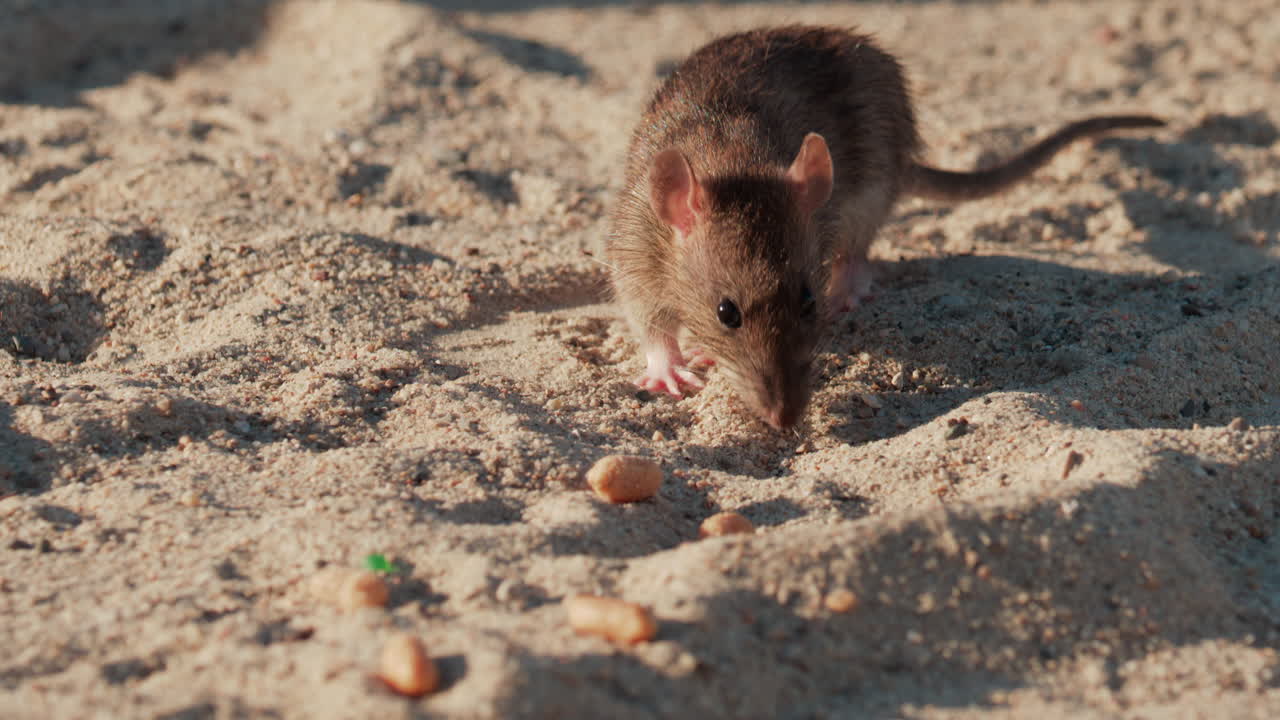 Close up of a brown rat eating scattered peanuts on sand in warm sunlight