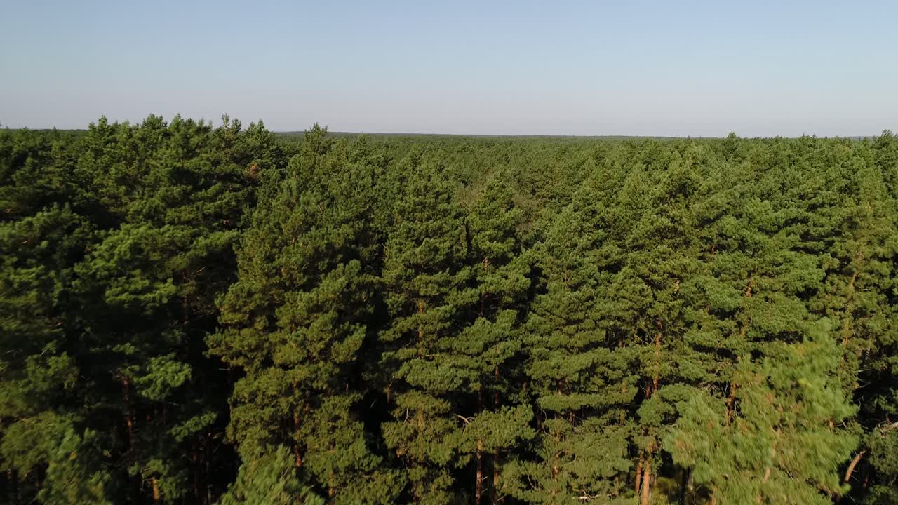 vista aérea del bosque de pinos naturales no contaminados de hoja perenne en el campo de polonia, distrito de los lagos casubios