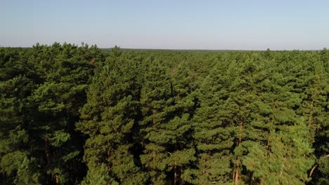 Aerial view of evergreen natural unpolluted pine tree woodland forest in Poland countryside, Kashubian Lake district