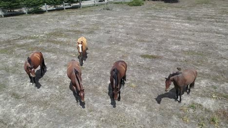 Aerial-top-down-of-five-horses-walking-and-grazing-in-pasture-during-sunny-day-in-Patagonia,-Argentina