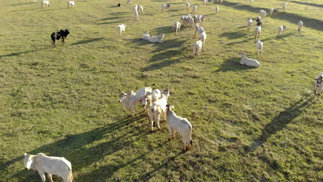 cattle herd grazing at sunset