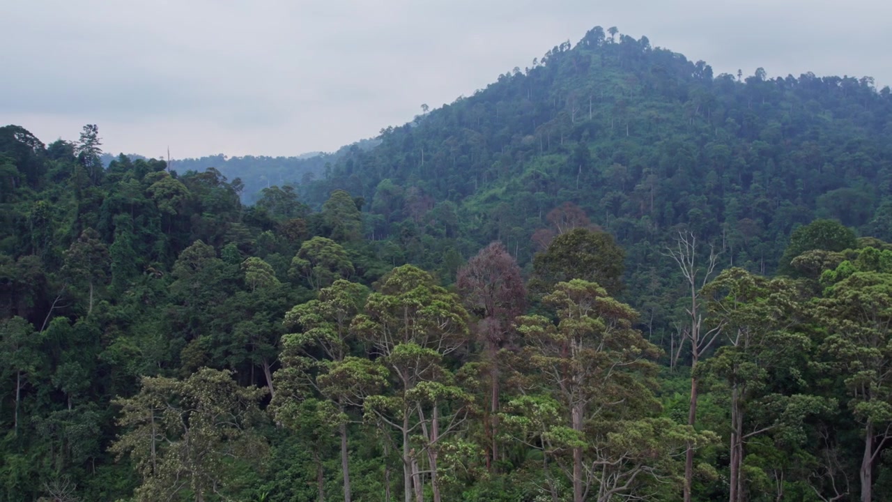 Lente riprese aeree con drone di fitta foresta pluviale tropicale e alberi lussureggianti della giungla che coprono un paesaggio montano in Malesia, Sud-est asiatico, mostrando una natura selvaggia verde e incontaminata e vegetazione forestale naturale.