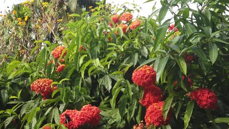 slow motion capture of a rare andaman clubtail butterfly on a clerodendron bush in bloom in the afternoon sun