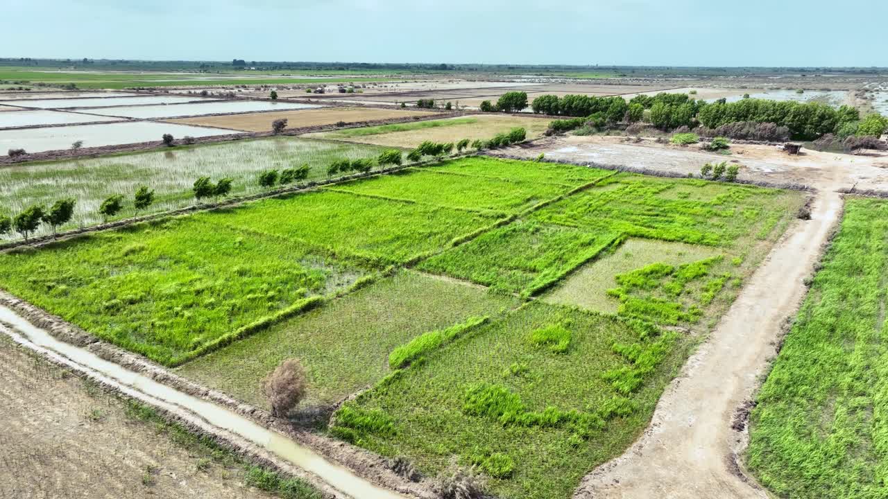 Drone footage over green farms of Golarchi farming Sindh with beautiful blue sky