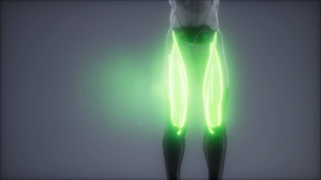 허 ⁇ 지 근육 - 눈에 보이는 근육 해부학 지도