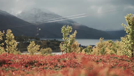 colorful vegetation covers the ground on the shored of the norwegian fjord