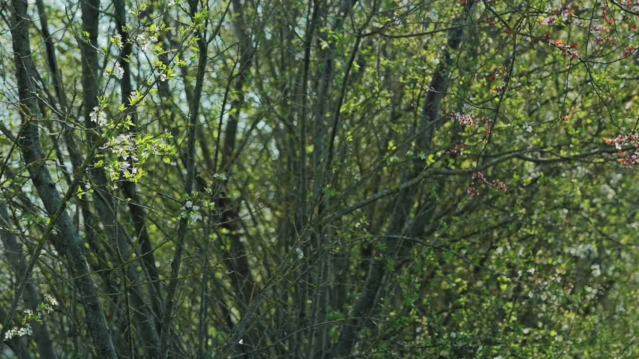 Delicate spring foliage sways in calm breeze, symbolizing renewal and growth now