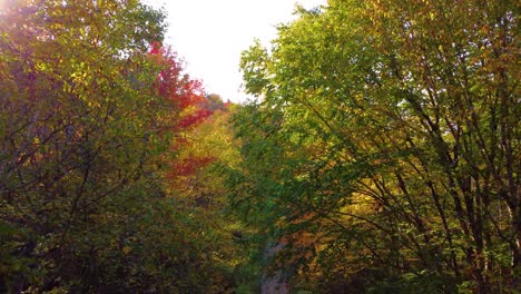 Warm-autumn-forest-with-colorful-leaves,-drone-flying-extreme-close-up