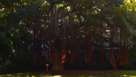 Raíces-Aéreas-Del-árbol-Banyan-Que-Cuelgan-Debajo-De-Las-Luces-Tradicionales-Y-El-Dosel-Que-Se-Extiende,-Hawaii,-Ancho