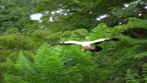 slow-motion shot: a majestic king vulture flying and landing among a flock feeding on something