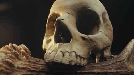 skull and antlers