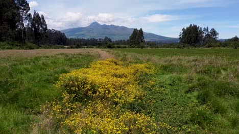 Film-clip-in-nature-on-a-small-field-of-flowers-with-the-volcano-Corazon-stretching-in-the-background