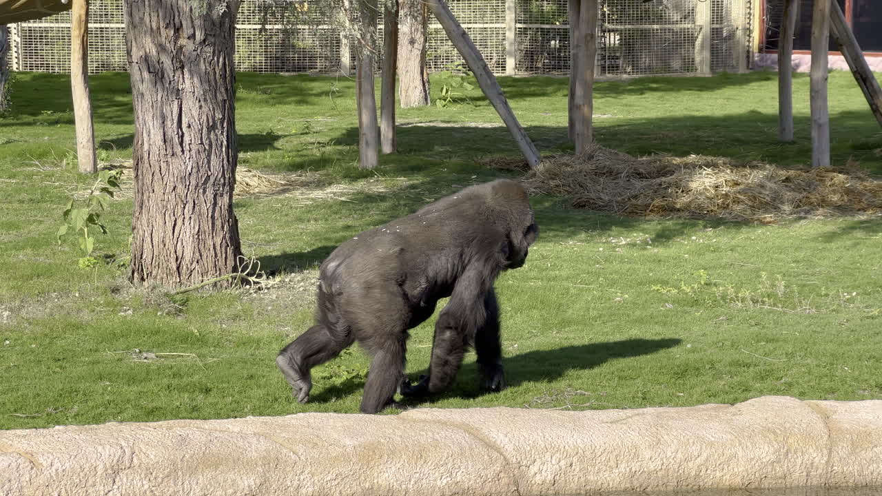 Gorilla maschio nero che cammina nervosamente all'interno della gabbia da safari.