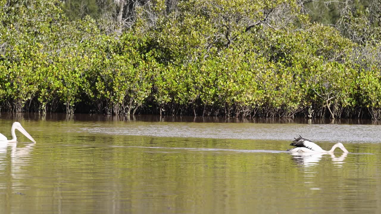 Pelicans gracefully swim and interact on a calm river, surrounded by lush greenery under natural daylight