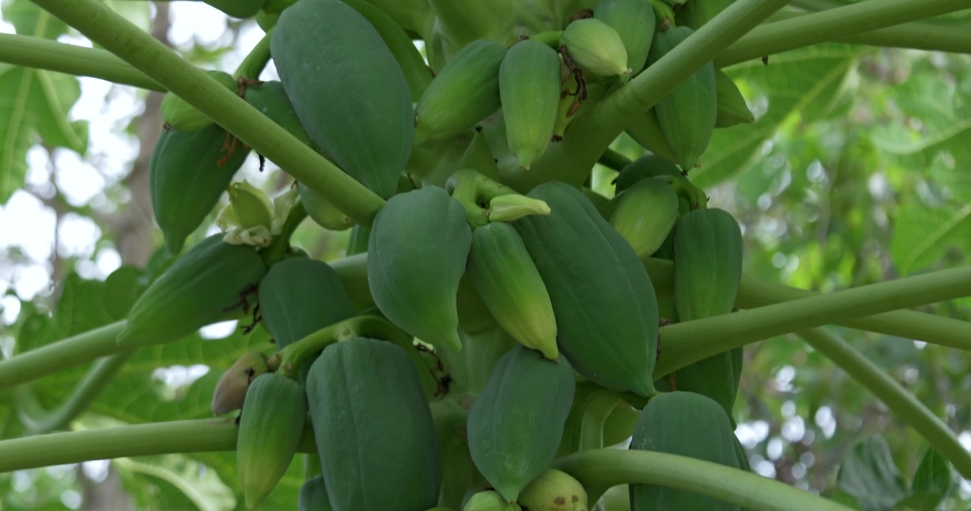 Büyüyen yeşil papaya meyve ağaçları, tropikal bahçe doğası, gür çevre tarımını keşfetmek. Doğa temalarını, modern yaşam tarzlarını ve otantik ortamları vurgulayan projeler için mükemmel.