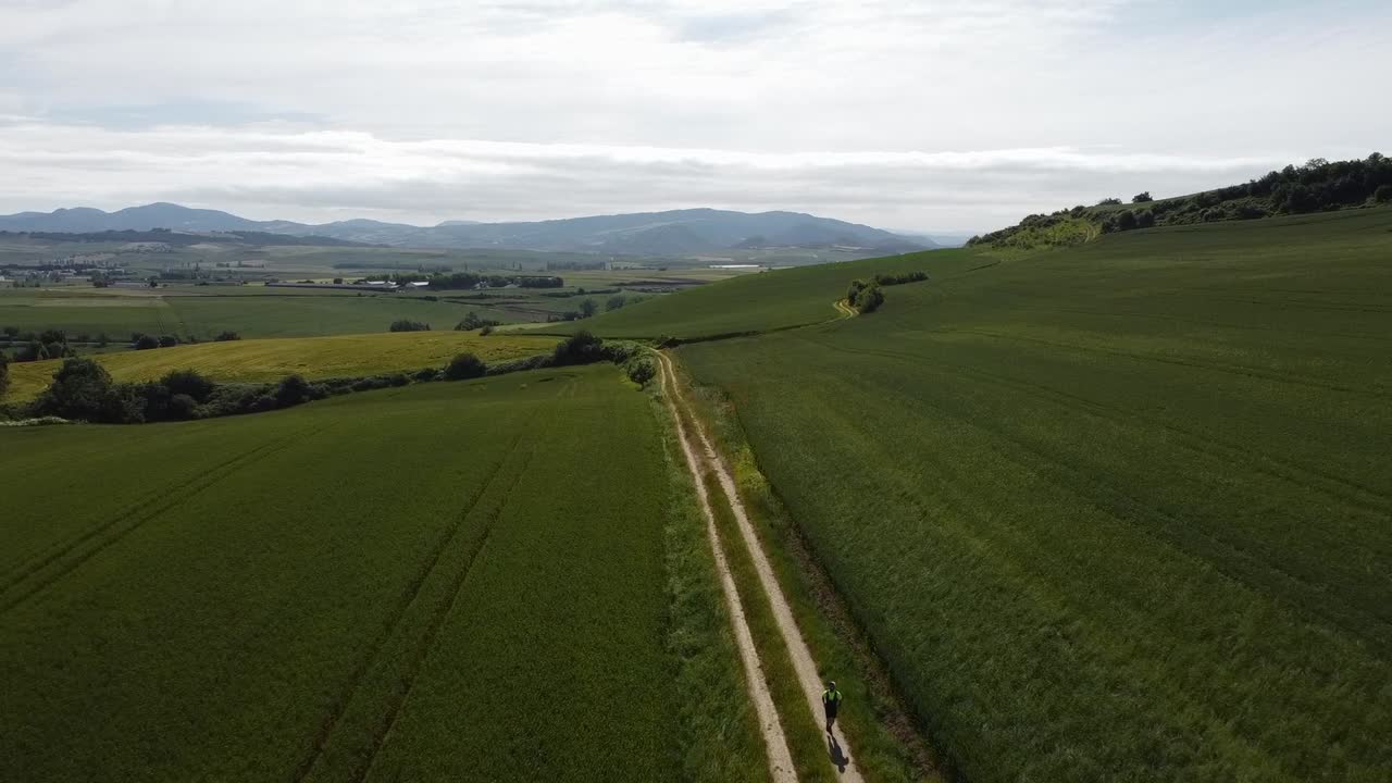 Drone zoom out of a runner running on a trail that advances between two fields of wheat