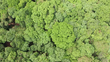 Top-View-of-a-Indian-Jungle-in-the-Western-Ghats-,-Drone-View