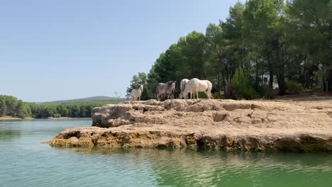 white horses in a lake shore in a sunny day