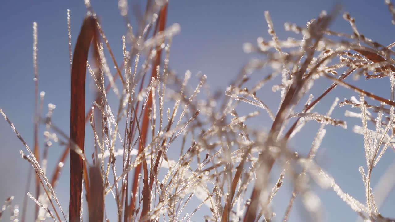 Close up of Frozen Grass