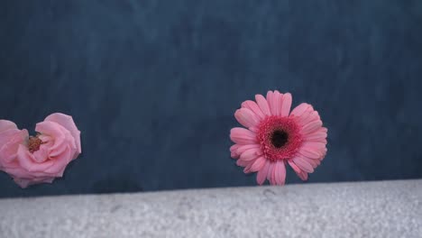 flores de gerbera rosadas flotando en la piscina, moviéndose en el agua, escena romántica