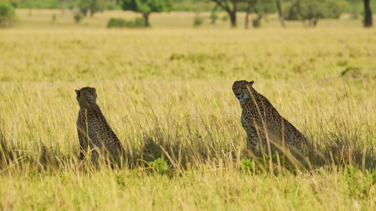 두 마리의 치타 가 마사이 마라 사바나 초원 에 있는 아카시아 나무 의 그늘 에 누워 앉아 있다. 케냐 의 마사이 마라 국립 보호 구역 에 있는 아프리카 야생 동물