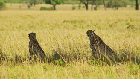 Dos-Guepardos-Tumbados-Y-Sentados-A-La-Sombra-De-Un-árbol-De-Acacia-En-Las-Praderas-De-La-Sabana-De-Masai-Mara,-Fauna-Africana-En-La-Reserva-Nacional-De-Masai-Mara,-Kenia,-Animales-De-Safari-En-áfrica