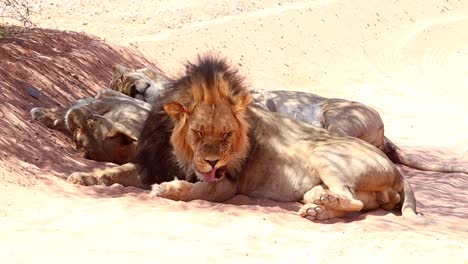 Afrikanische-Löwen-Entspannen-Friedlich-Im-Einzigen-Schatten,-Den-Sie-Finden-Können