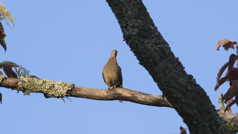 una paloma de luto acicalándose y mirando alrededor en una rama grande