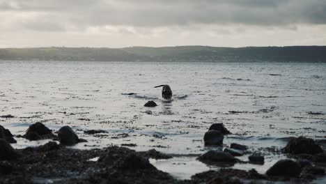 Perro-Labrador-Negro-Juega-En-La-Playa,-Sacude-El-Agua,-Cámara-Lenta