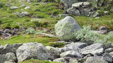 Partridges-with-babies-in-the-nature-of-Norway