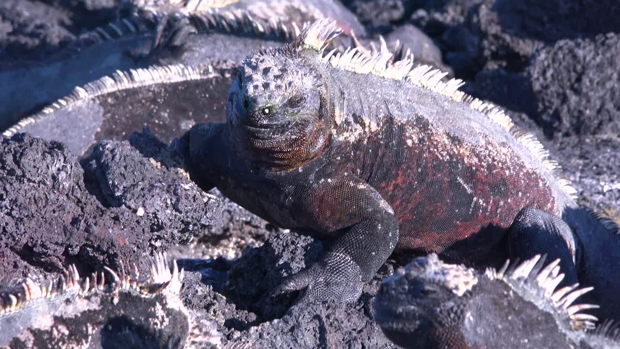 iguanas marinas toman el sol en las islas galápagos ecuador 1