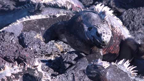 marine iguanas bask in the sun in the galapagos islands ecuador 1