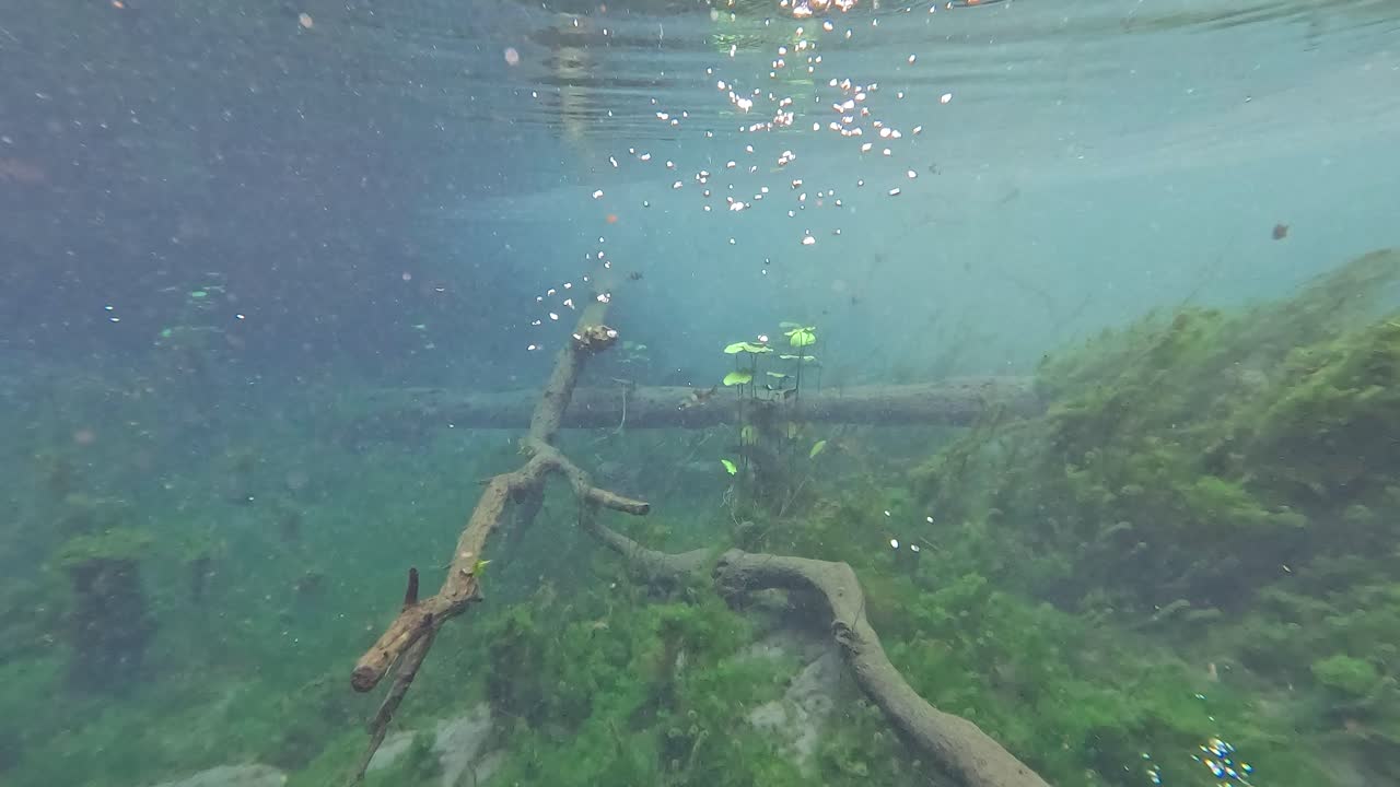 Underwater view of a serene, seaweed-filled canal