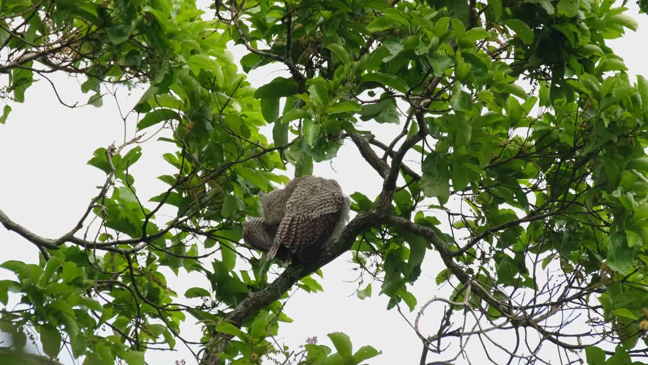 visto desde atrás acicalándose su ala izquierda durante un día ventoso, bubo nipalensis, búho real de vientre manchado, parque nacional kaeng krachan, tailandia