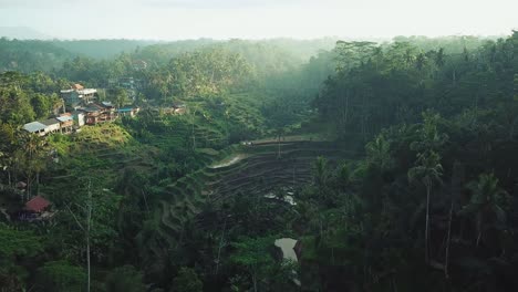 cinematic drone shot flying through the bali jungle over the rice terraces during sunrise hours