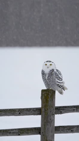 snowy owl perched on a fence post in a snowy landscape