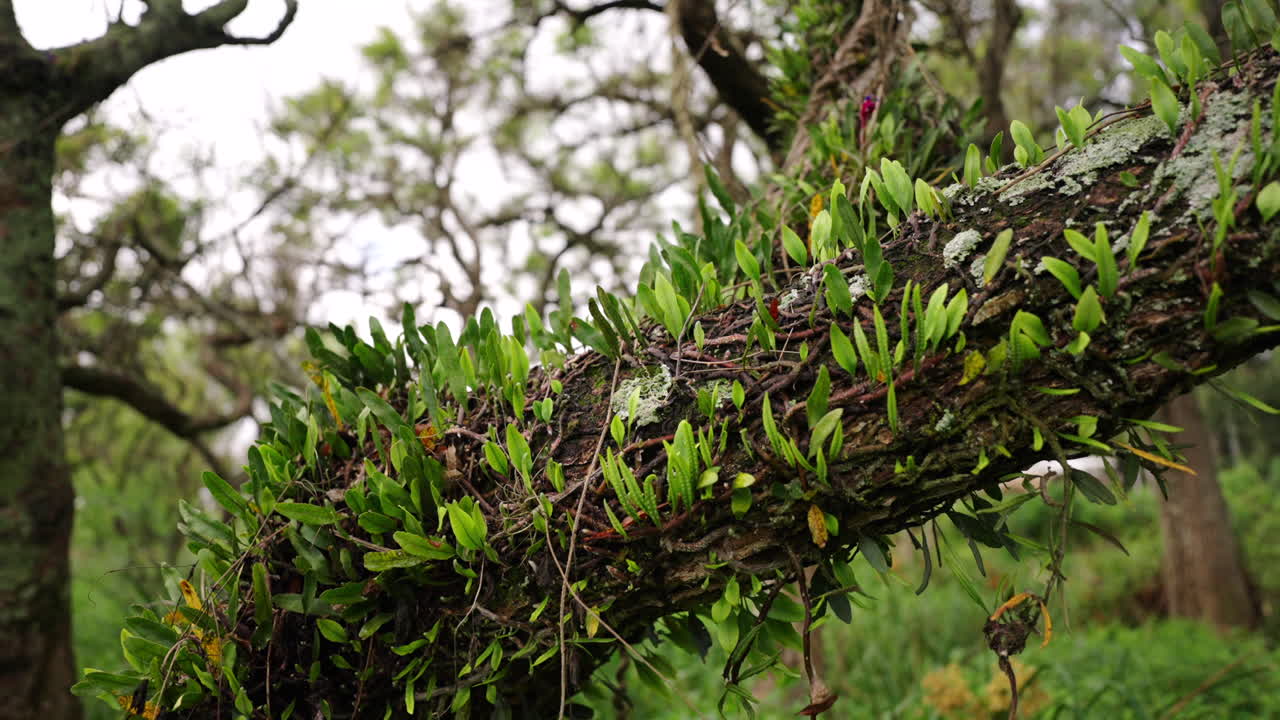 Close up of small green plants sprouting on a mossy tree trunk in a humid and lush cloud forest