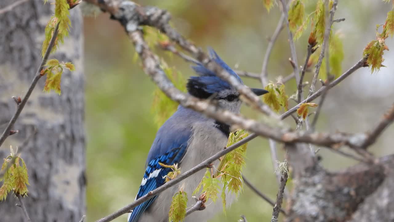 Vibrant blue bird sitting on tree branch in forested area, close up