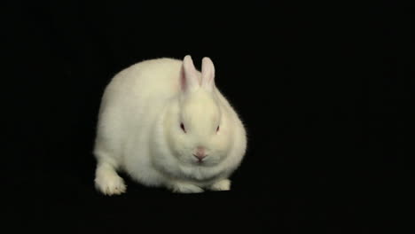 bunny wiggling his nose