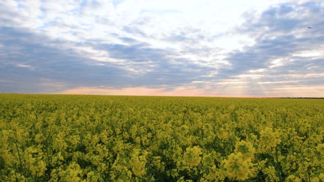 campo de colza en flor. cultivo agrícola valioso