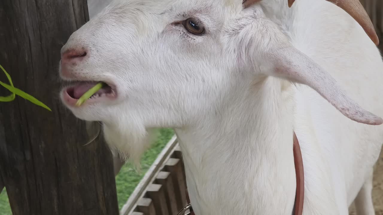 염소가 풀을 먹는다.