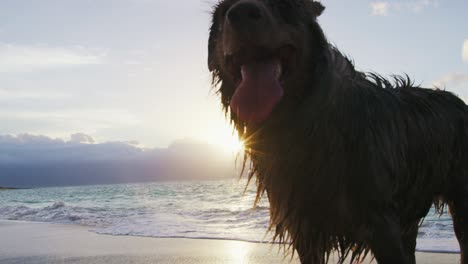 close up shot of an australian shepherd. dog at the beach