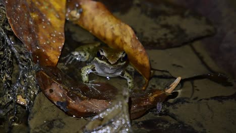 Unglaubliche-Bewegung-Seiner-Kehle,-Die-Das-Wasser-In-Bewegung-Treibt,-Während-Es-Krächzende-Geräusche-Von-Sich-Gibt,-Wie-Tief-Im-Dschungel-Zu-Sehen-Ist,-Blyths-Flussfrosch-Limnonectes-Blythii,-Thailand