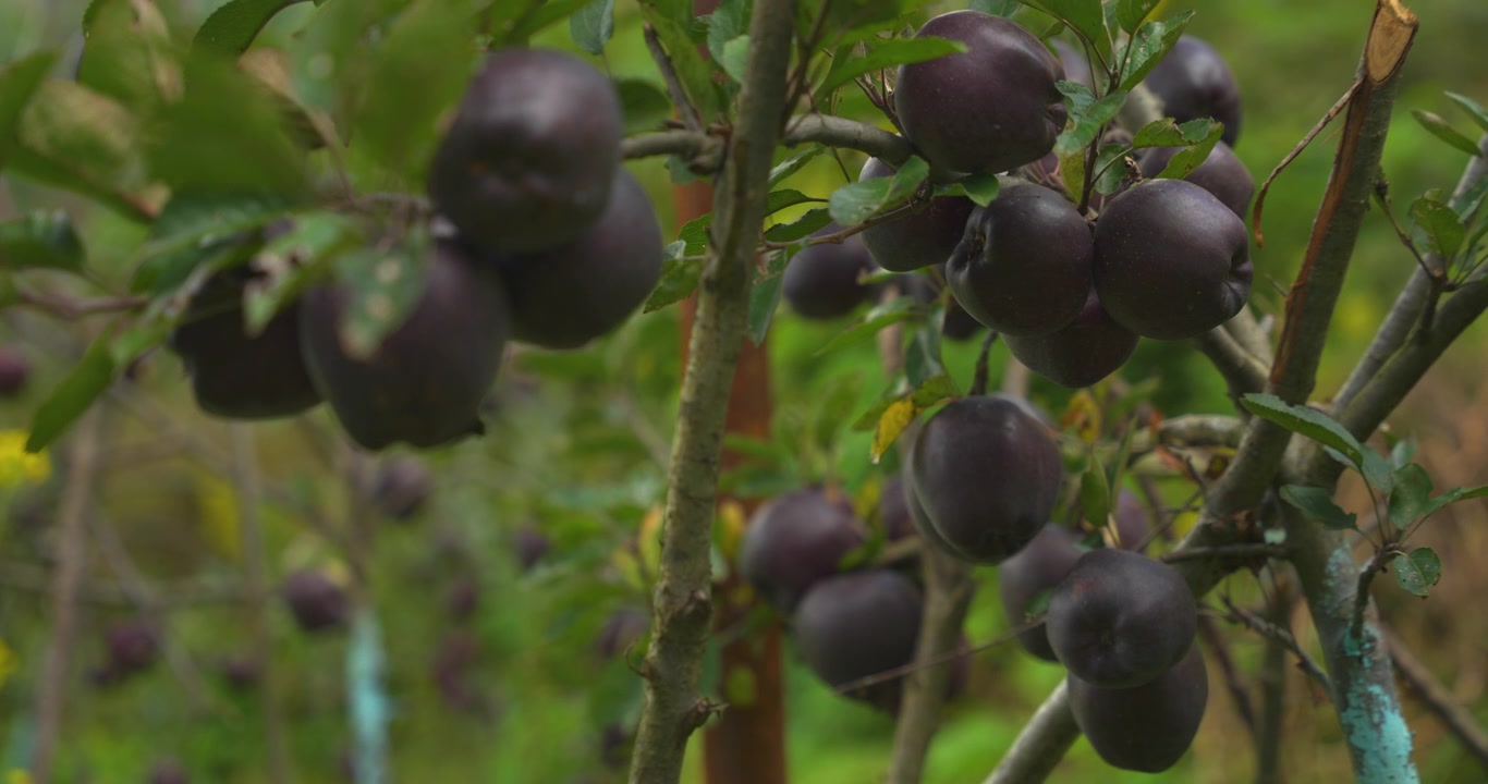 Manang, Nepal. Kamerabillede af et mørkt, modent Black Diamond æble hængende på en trægren i en højtliggende frugtplantage langs Annapurna-ruten.