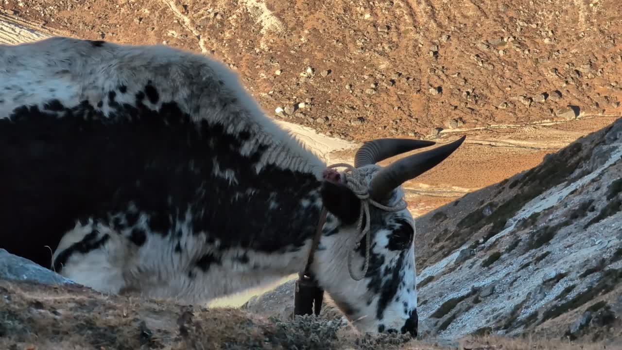 히말라야 산맥의 잔디가 많은 경사에서 평화롭게 먹이를 먹는 흑백 야크의 클로즈업으로, 자연 서식지에서 이 웅장한 동물들의 진정된 아름다움을 보여줍니다.