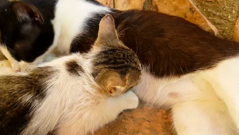 baby cat drinking milk from her mother. close up view.