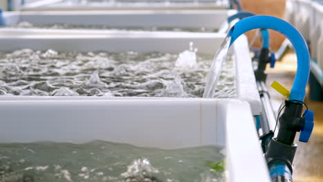 El-Agua-De-Mar-Fluye-Desde-La-Tubería-De-PVC-Azul-Hacia-El-Tanque-De-Fibra-De-Vidrio-Burbujeante,-Acuicultura