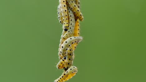 close up view of caterpillar family rappeling down of web in forest