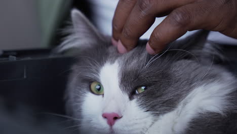 Dueño-De-Mascota-Con-Su-Gato