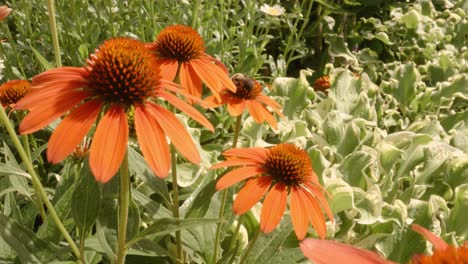 cinematic move toward from bee pollenating orange helenium in spring